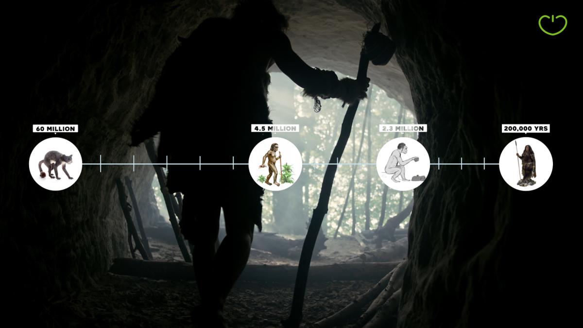 Kapitel 2 - UNSERE ENTWICKLUNG - 60.000.000 Jahre